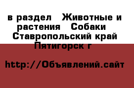  в раздел : Животные и растения » Собаки . Ставропольский край,Пятигорск г.